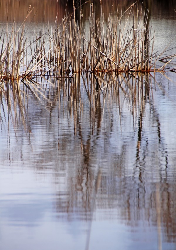 Cattail Abstract by Deb Oppermann